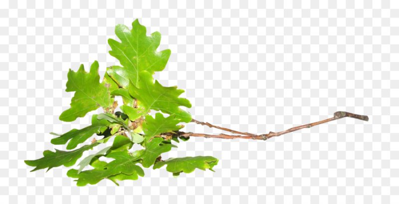 Ветка дерева на прозрачном фоне