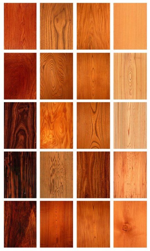 Цвет древесины разных пород