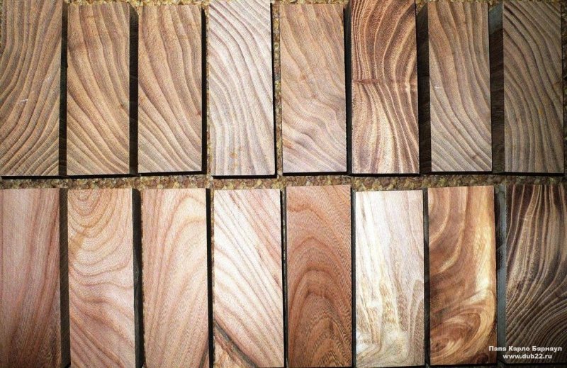 Карагач дерево цвет древесины