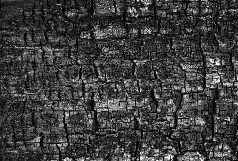 Обугленное дерево