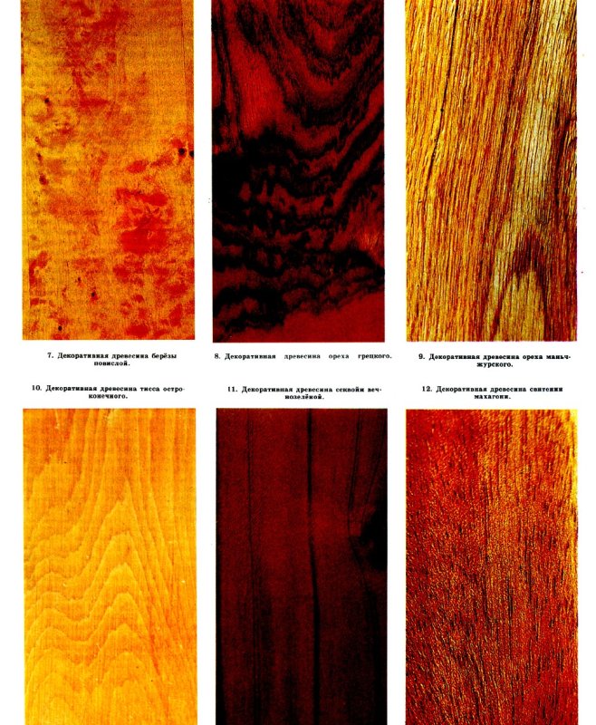 Породы древесины