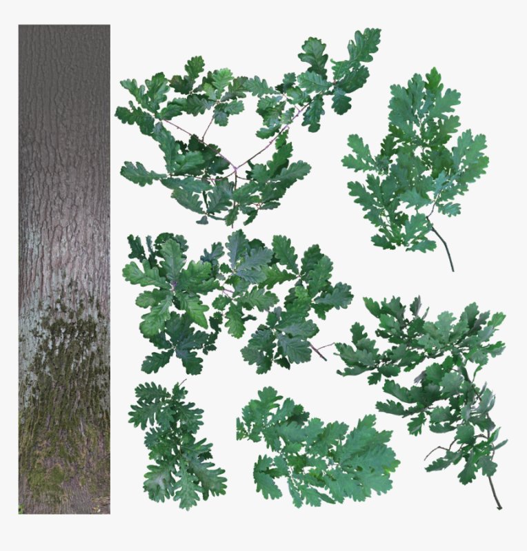 Текстура листвы дерева