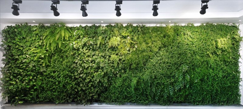 Фитостена плющ