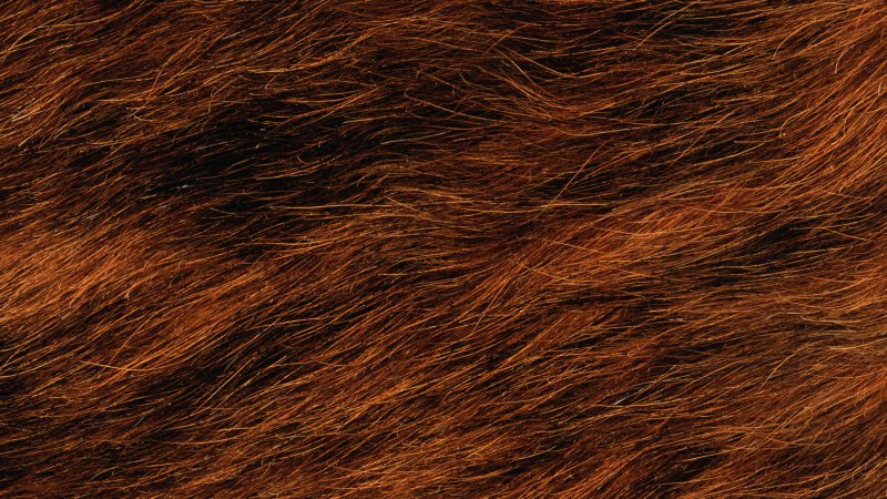 Коричневый мех