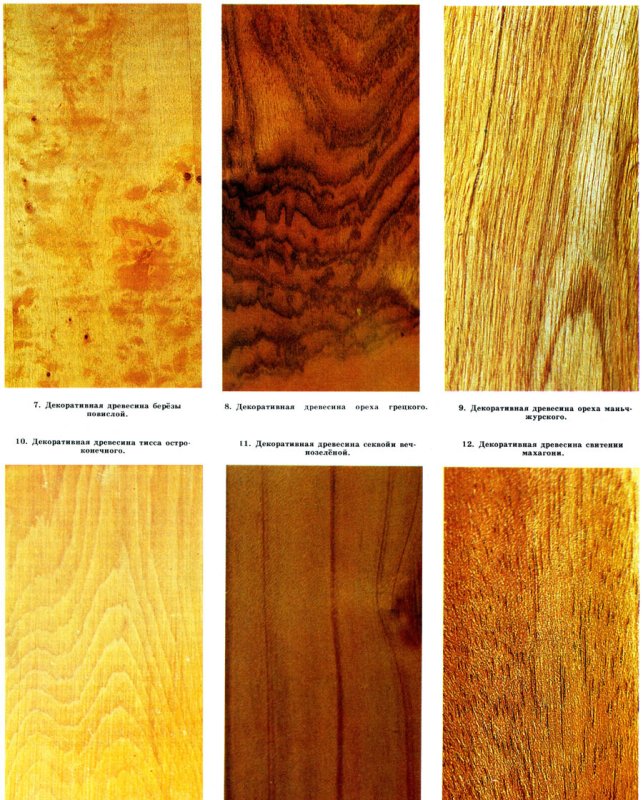 Породы древесины