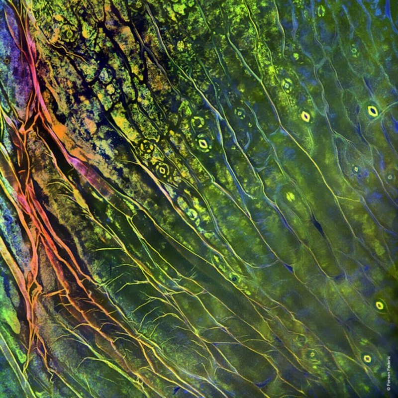 Природные текстуры