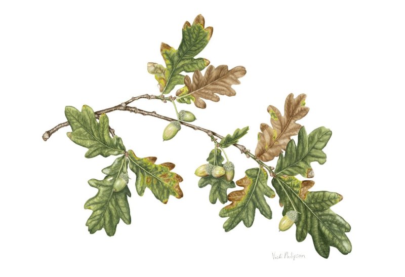 Веточка дуба