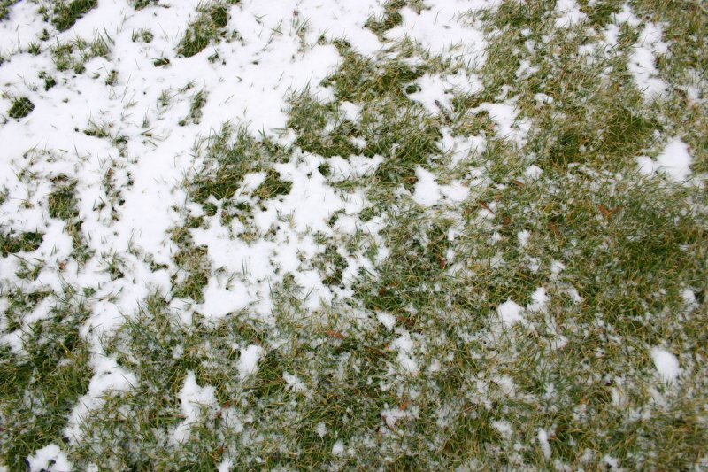 Заснеженная трава текстура