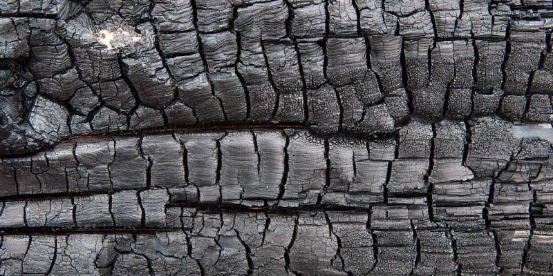 Обугленное дерево