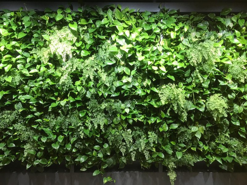 Плющ обыкновенный фитостена