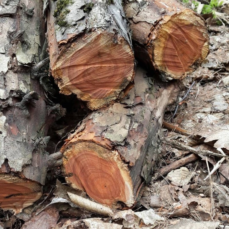 Боярышник однопестичный древесина