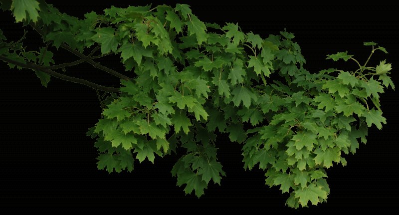 Ветка дерева на белом фоне