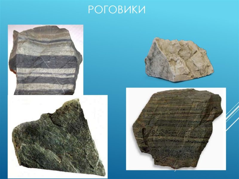 Роговик порода