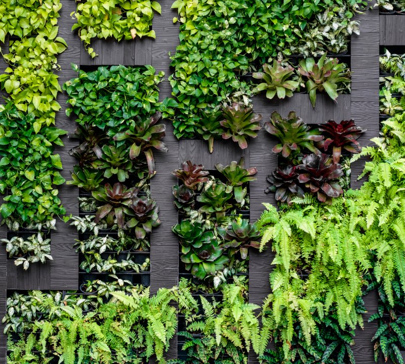 Фитостена плющ