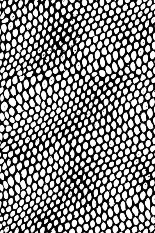 Змеиная чешуя Альфа