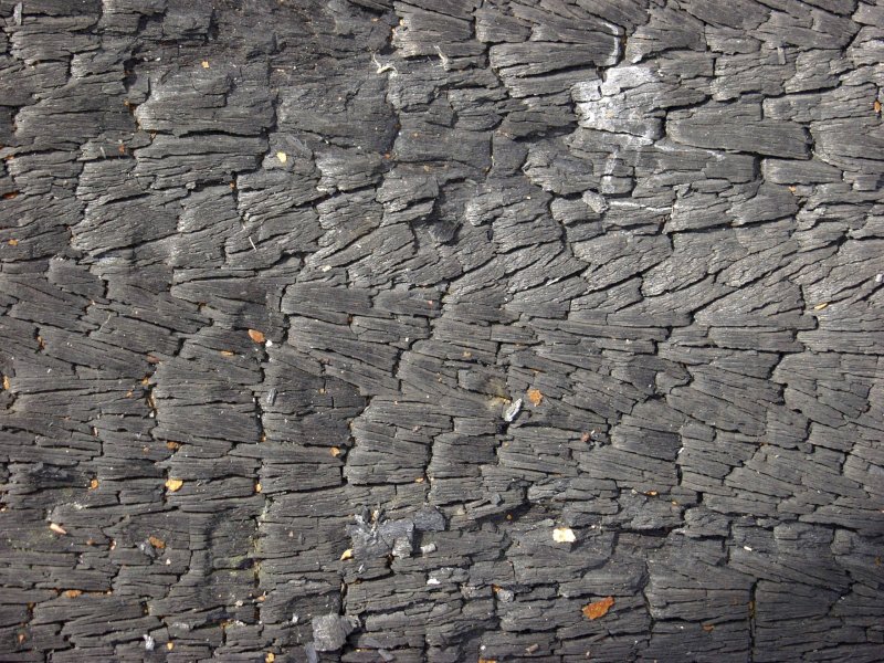 Обугленное дерево