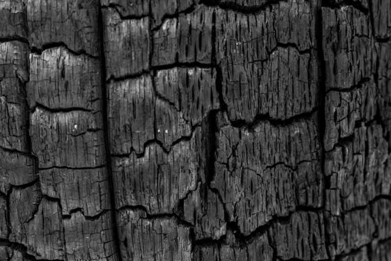 Обугленное дерево