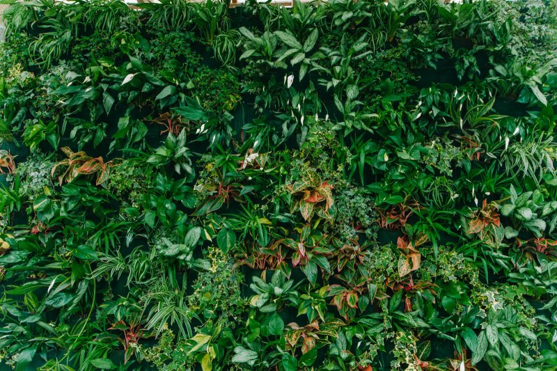 Вертикальное Озеленение текстура