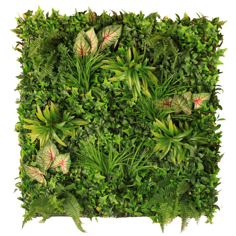 Фитостена с папоротником