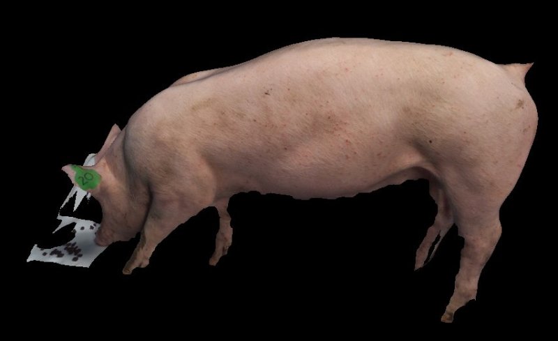 Текстура свиньи