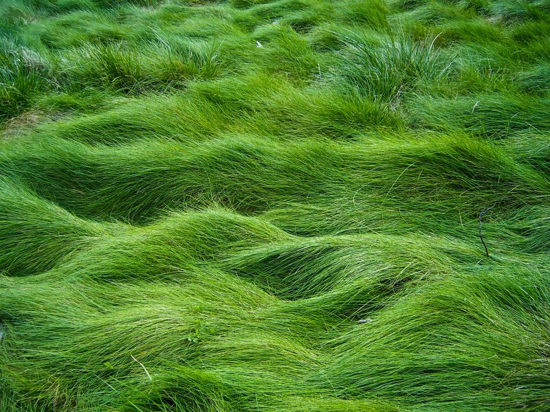 Grass Green ягель
