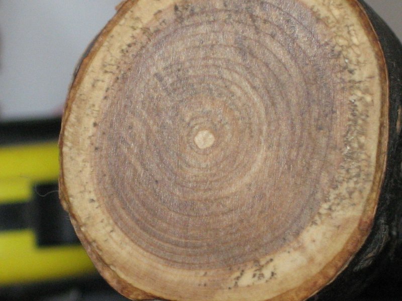 Спил дерева