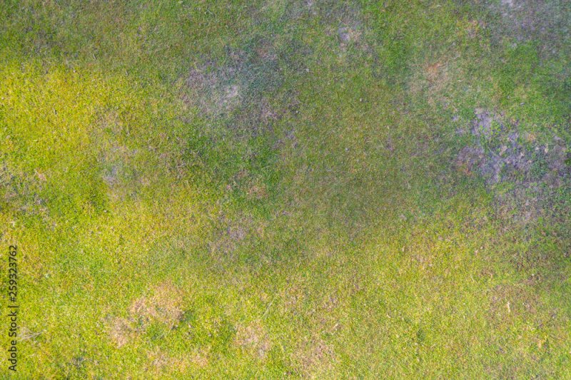 Трава для генплана