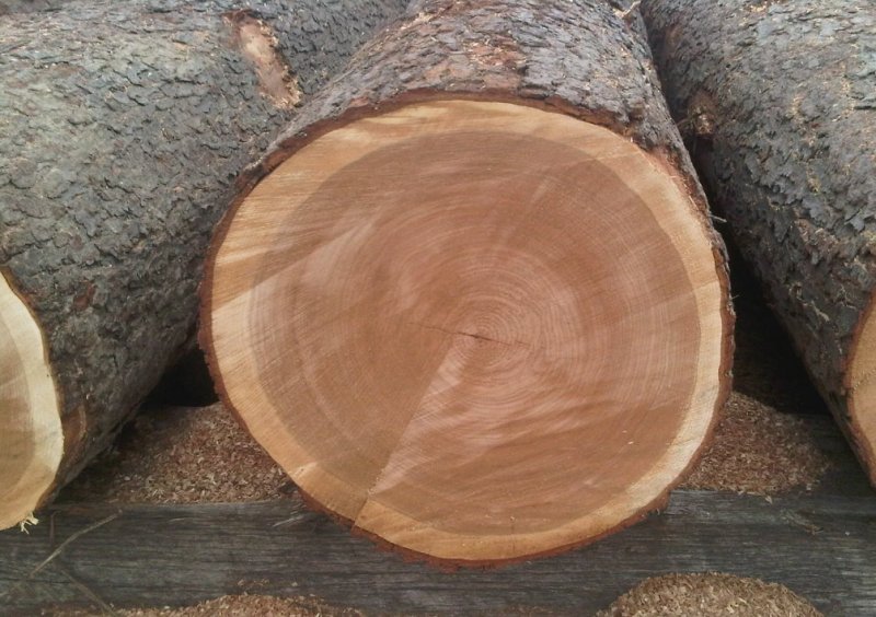 Древесина черемухи