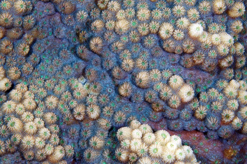 Морское дно