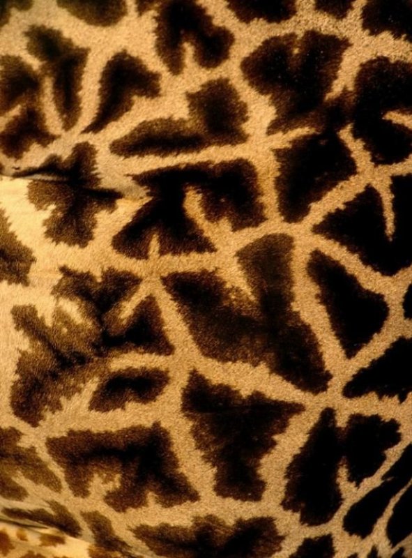 Текстура жирафа