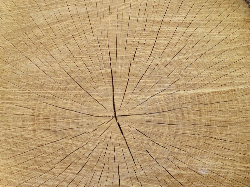 Срез дерева текстура