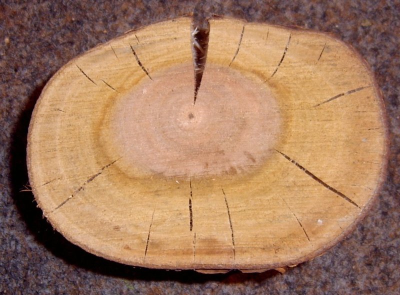 Черемуха срез дерева