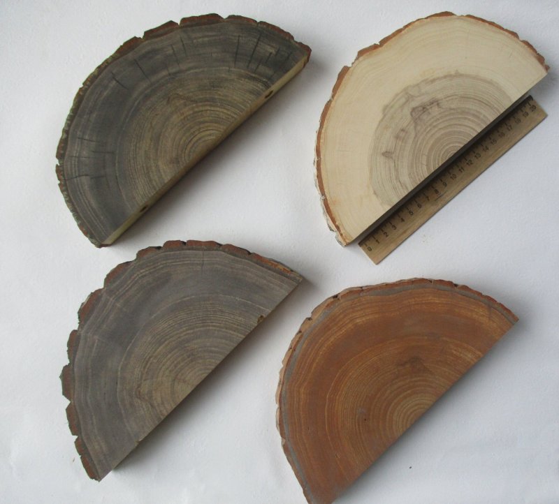 Черемуха спил дерева