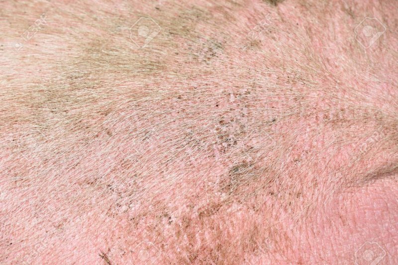 Свиная кожа текстура