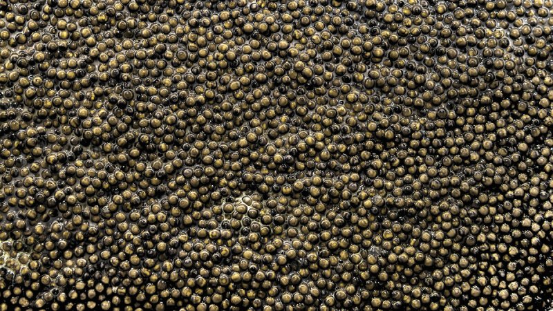 Икра на черном фоне