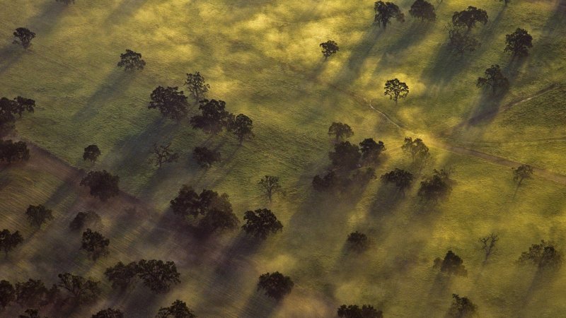 Лес вид сверху