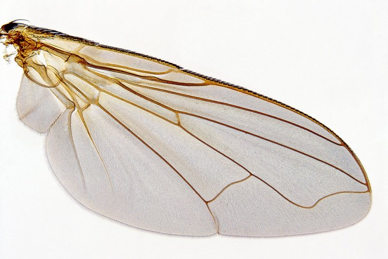 Крылья мухи