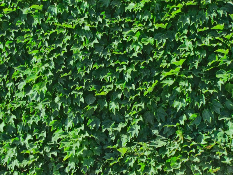 Профлист плющ