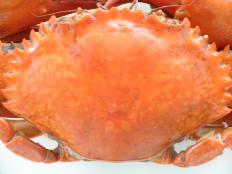 Панцирь краба