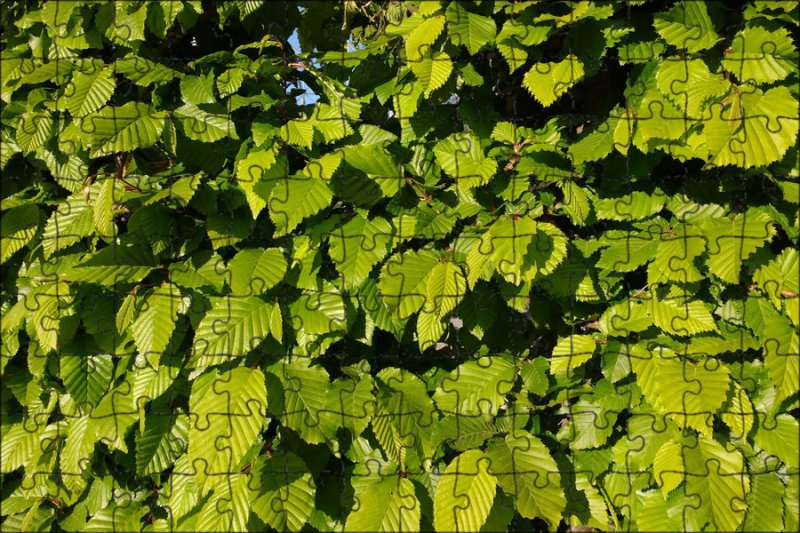 Листья деревьев