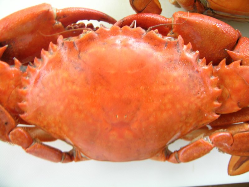 Панцирь краба