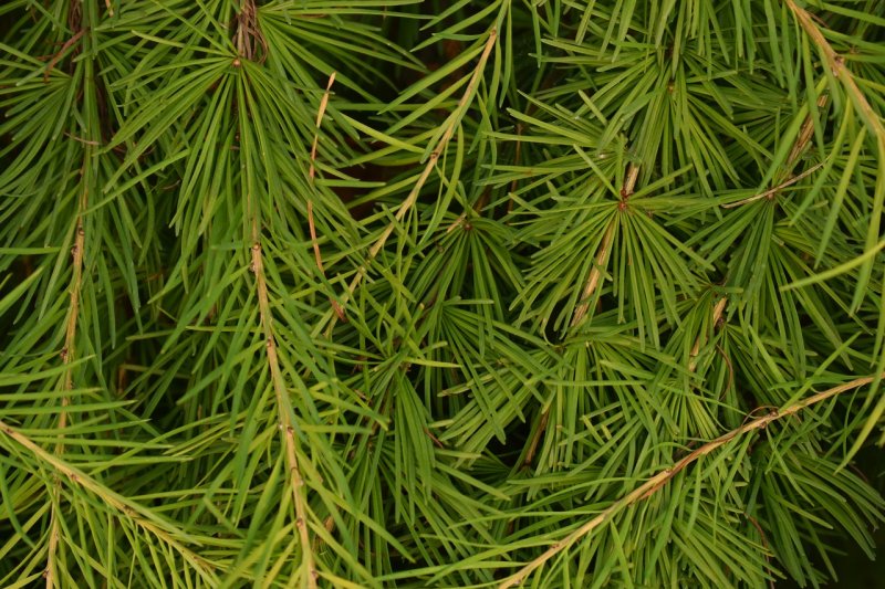 Хвоинки лиственницы