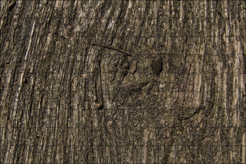 Текстура дерева бесшовная