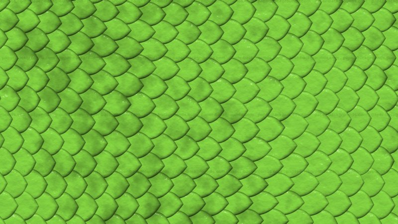 Чешуя питона