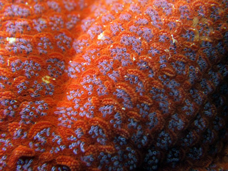 Кожа осьминога