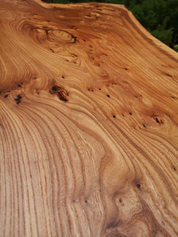 Вяз карагач