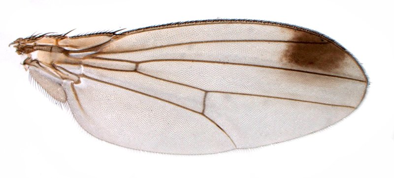 Крылья пчелы