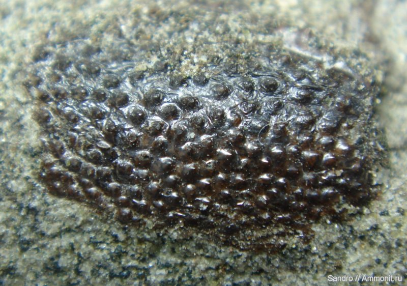 Текстура хитина