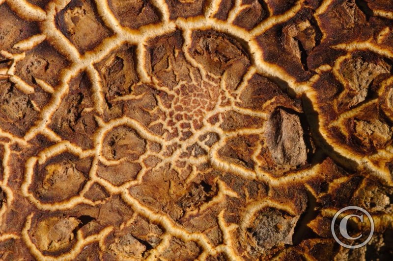 Текстура гриба