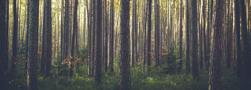 Текстура леса